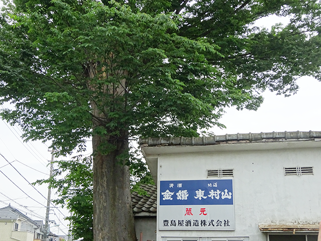 欅(けやき)の大木と、白壁が印象的な豊島屋酒造の土蔵