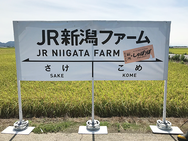 原料米となる酒米五百万石が生産されているのは新潟市南区。